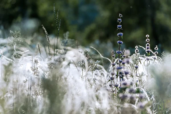 Field grass in sunny summer day — Stock Photo, Image