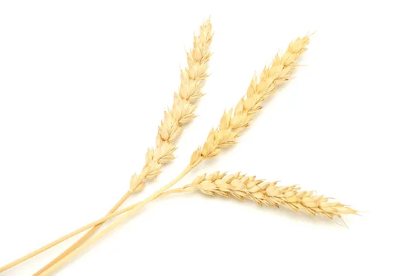 Wheat — Stock Photo, Image