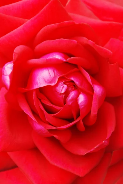 Rose ! — Photo