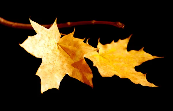 Leaves of a maple — Stock Photo, Image