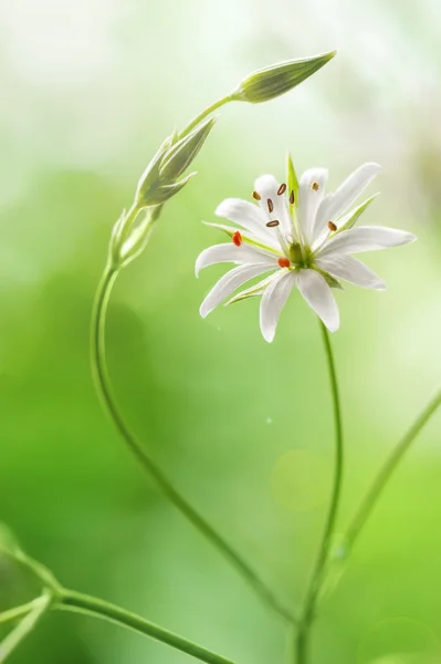 Primavera campo fiore — Foto Stock