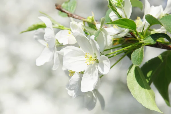 Branch blossoming apple-tree — Stock Photo, Image