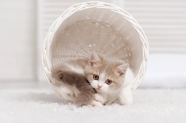 Gevlekte kitten — Stockfoto