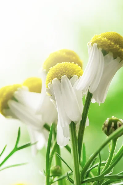 Luk kamille blomster - Stock-foto