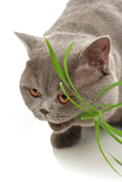 Bellissimo gatto grigio — Foto Stock