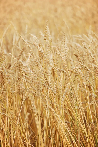 Pšenice pozadí — Stock fotografie