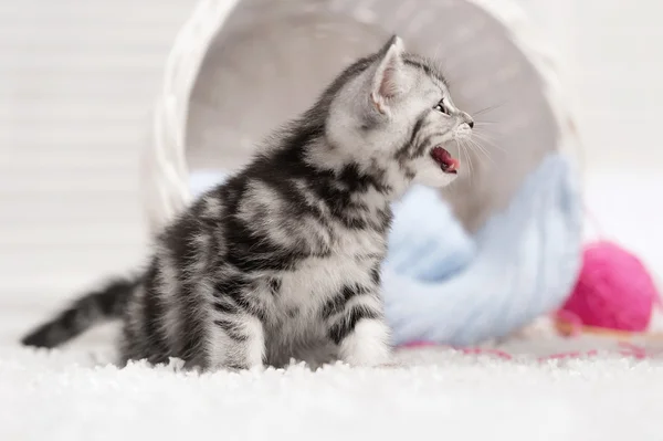 Tabby-kissanpentu — kuvapankkivalokuva