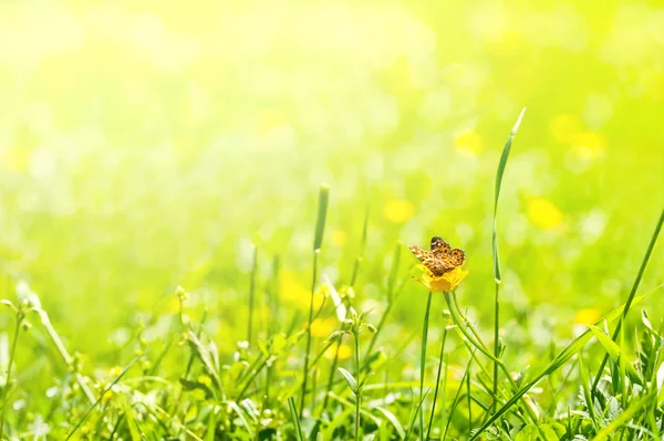 Butterfly on a flower — Stock Photo, Image