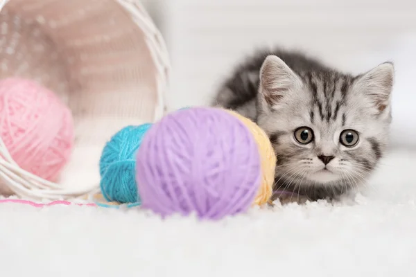 Cute cat — Stock Photo, Image