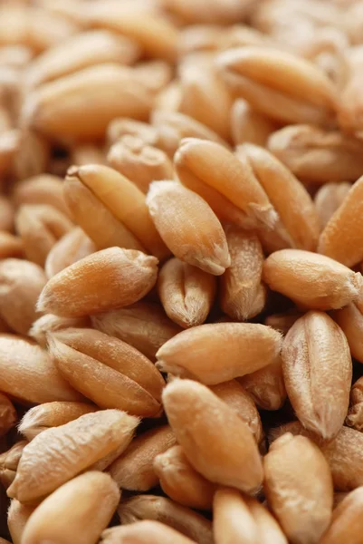 Wheat grains — Stock Photo, Image