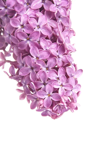 Flor de um lilás — Fotografia de Stock