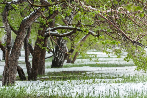 Sneeuw op gras — Stockfoto