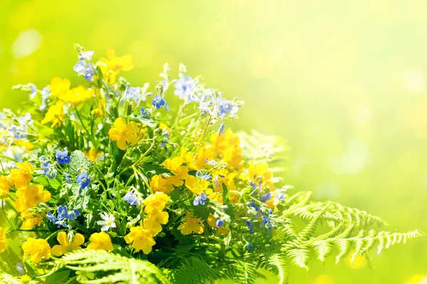 Bouquet af vilde blomster - Stock-foto