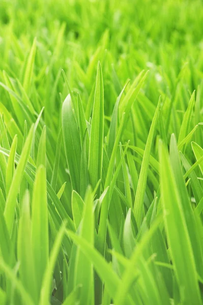 Jonge groen gras — Stockfoto