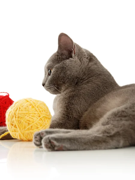 Gato com bolas de lã — Fotografia de Stock