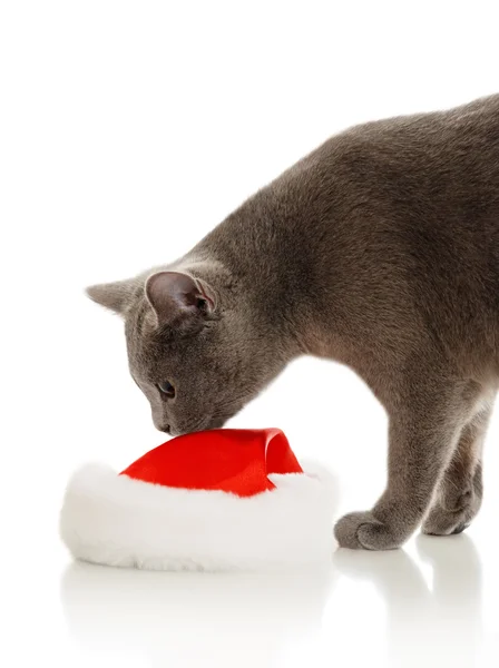 Cat playing with hat — Stock Photo, Image