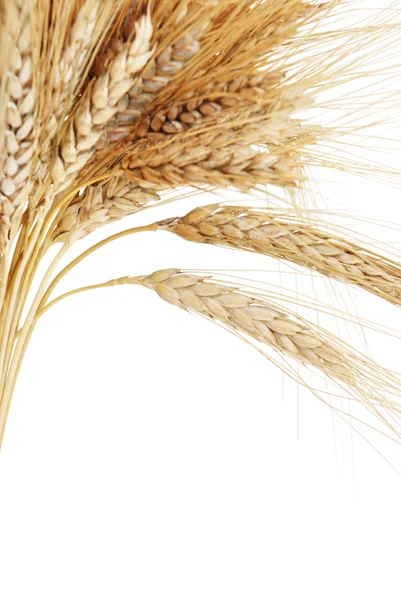 Wheat — Stock Photo, Image