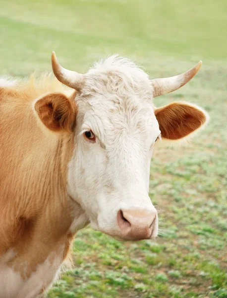 Ko i äng — Stockfoto