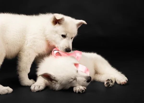 Cachorros de perro ovejero blanco —  Fotos de Stock