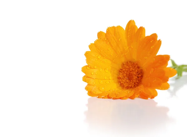 Calendula virág — Stock Fotó