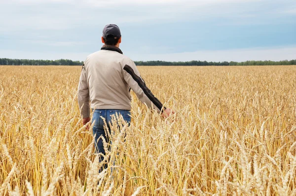Человек рассматривает посевную пшеницу в поле — стоковое фото