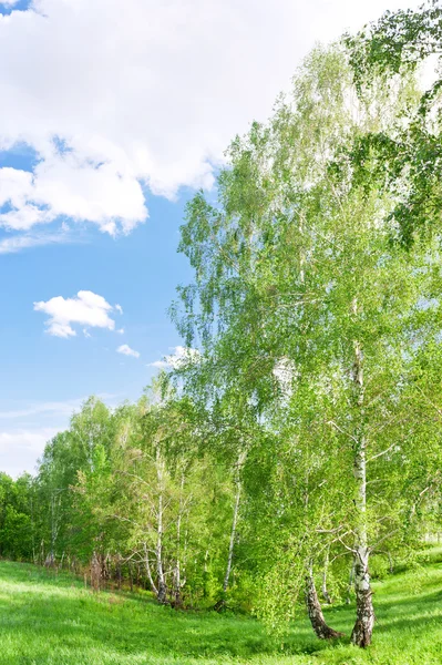 Groen veld met bomen — Stockfoto