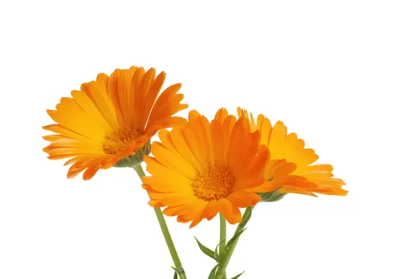 Calendula flowers — Stock Photo, Image