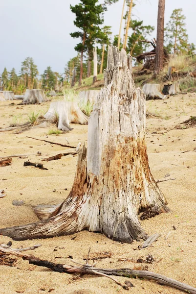 오래 된 나무 그 루터 기 — 스톡 사진