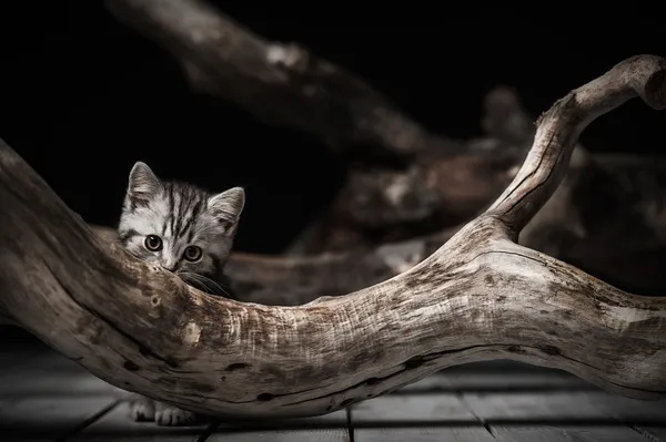 Kitten on driftwood — Stock Photo, Image