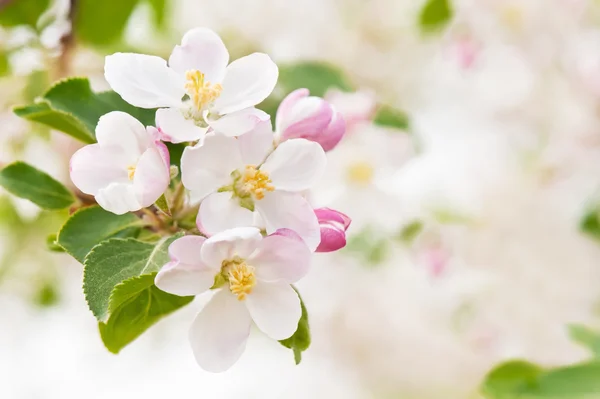 Blossoming apple-tree — Stock Photo, Image