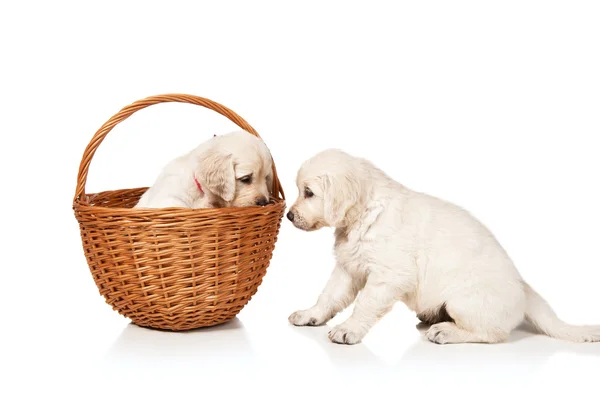 Golden retriever puppies — Stock Photo, Image
