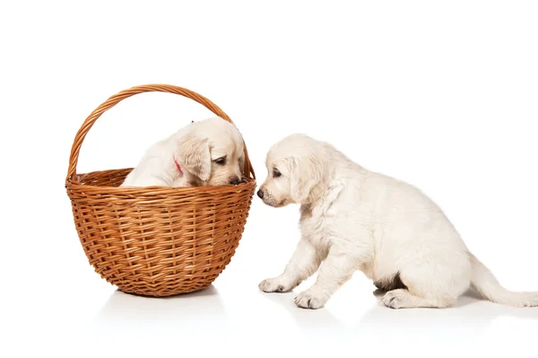 Cachorros Golden retriever — Foto de Stock