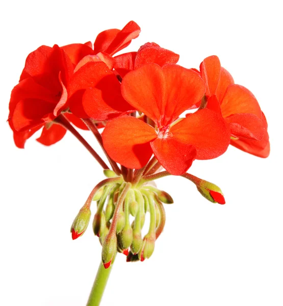 Kwitnąca czerwony geranium — Zdjęcie stockowe
