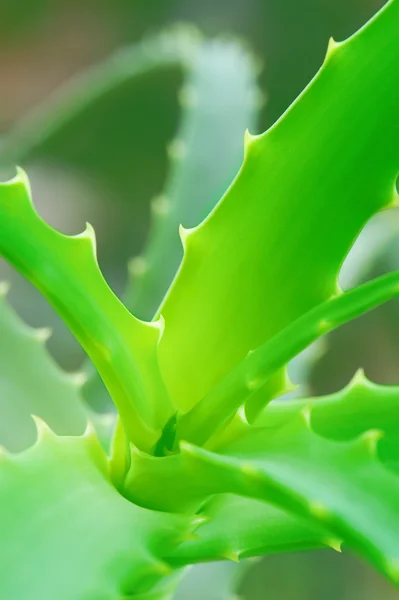 Hojas del Aloe — Foto de Stock