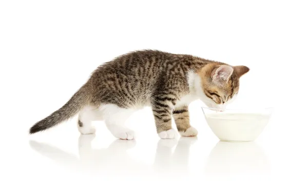 Kitten dranken melk — Stockfoto