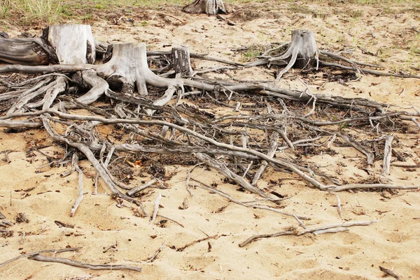 Old stump — Stock Photo, Image