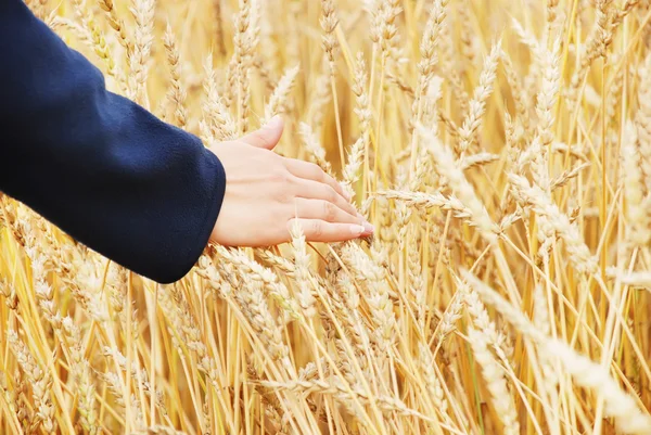 Человек рассматривает посевную пшеницу в поле — стоковое фото