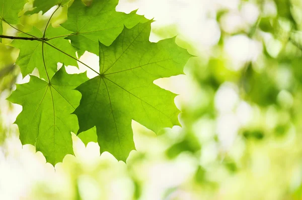 Green leaves of a maple — Stock Photo, Image