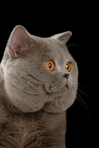 Britische graue Katze — Stockfoto