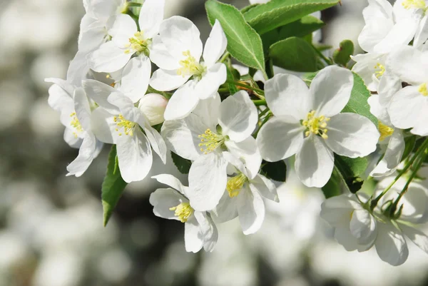 Branch blossoming apple-tree — Stock Photo, Image