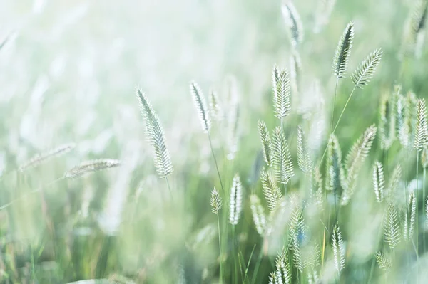 Field grass — Stock Photo, Image