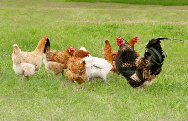 Gallo y pollos pastan —  Fotos de Stock