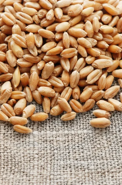 Grain of the wheat — Stock Photo, Image