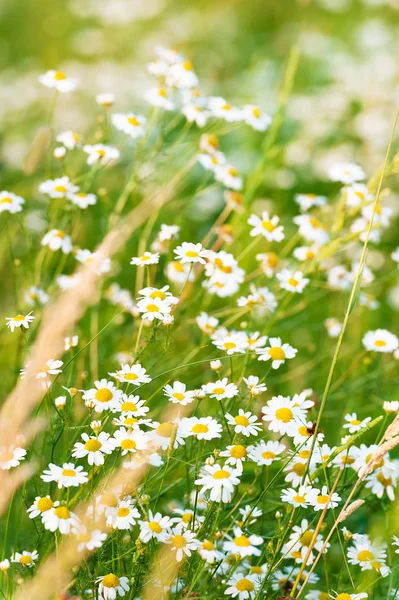 Camomile — Stock Photo, Image