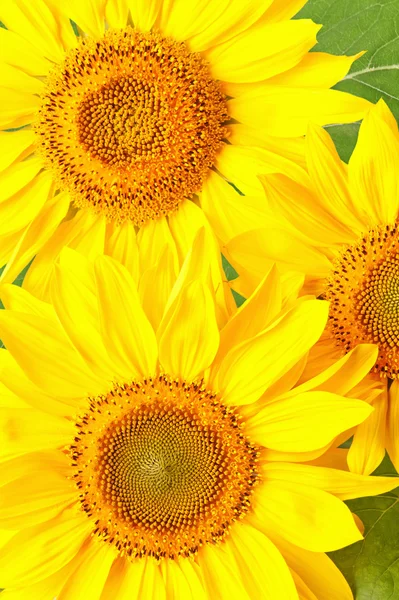 Girasoli — Foto Stock