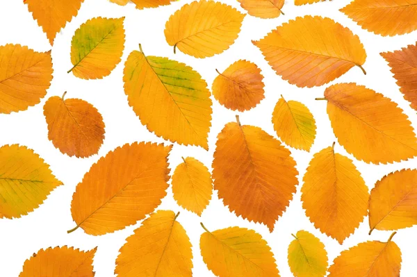 Background from autumn leaves — Stock Photo, Image