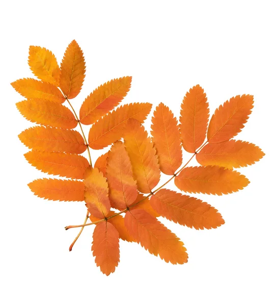 Autumn leaves — Stock Photo, Image