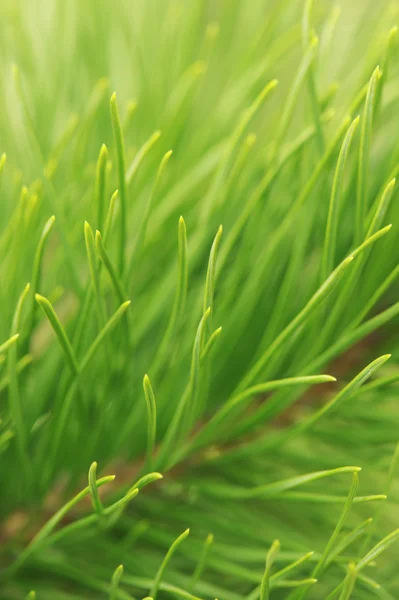 Pine branch — Stock Photo, Image