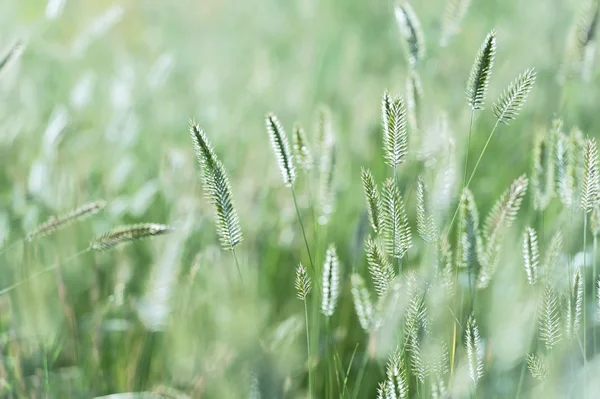 Field grass — Stock Photo, Image
