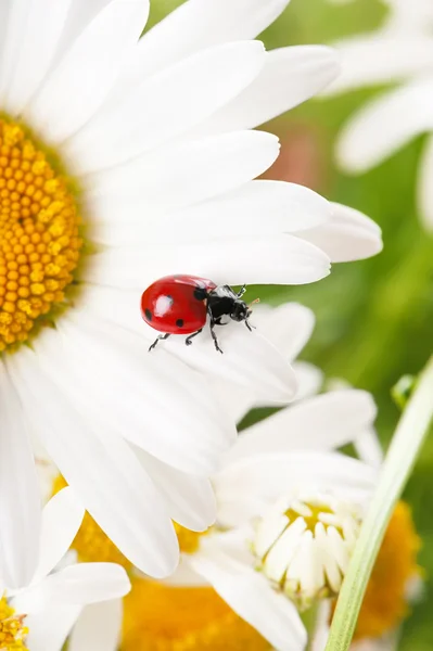 Uğur böceği üzerinde bir papatya — Stok fotoğraf